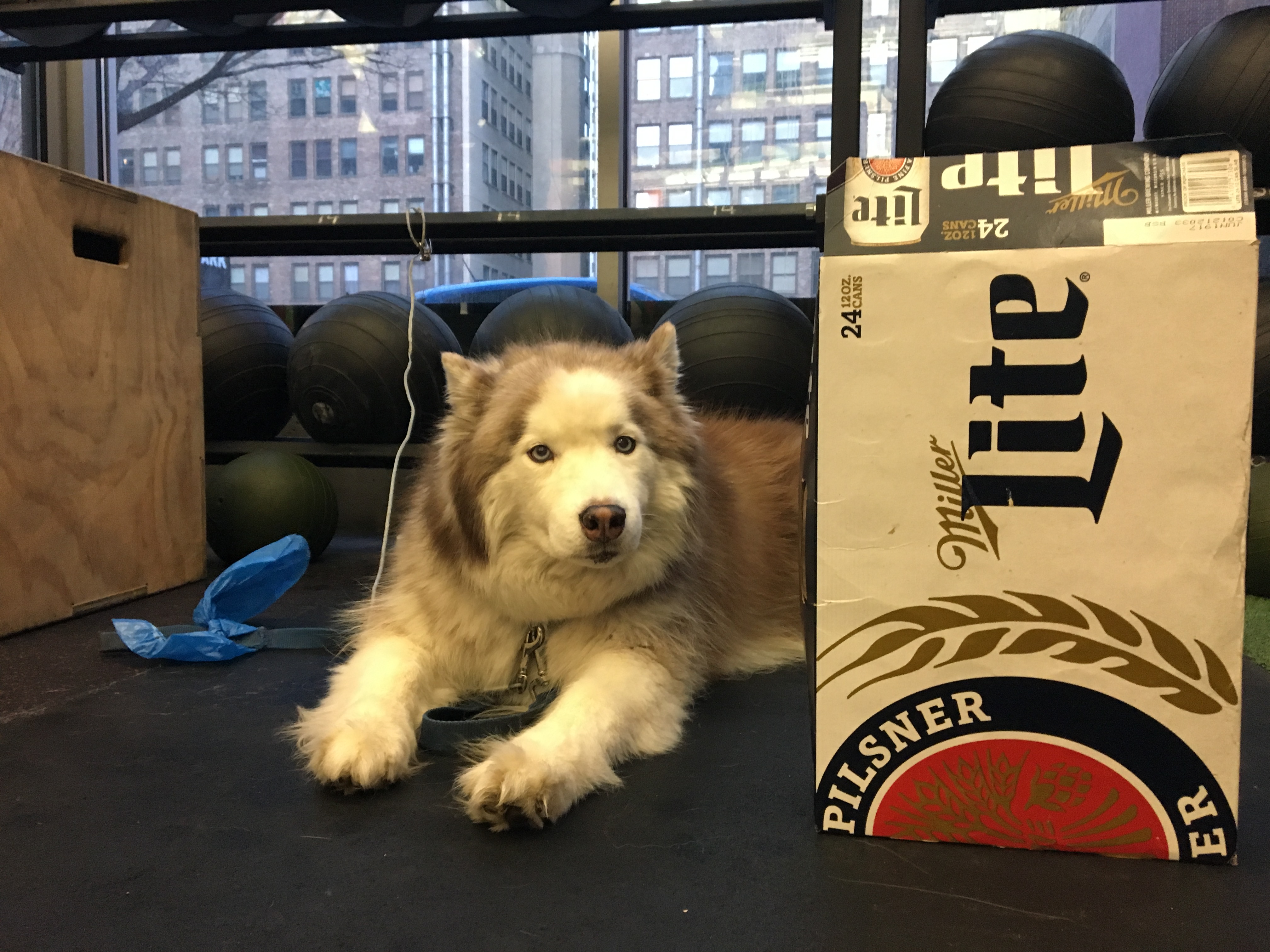 Boston guarding the beer